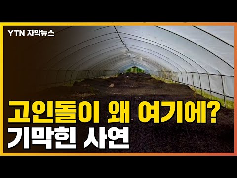 [자막뉴스] 청동기시대 유물이 비닐하우스에…잊혀진 약속 / YTN