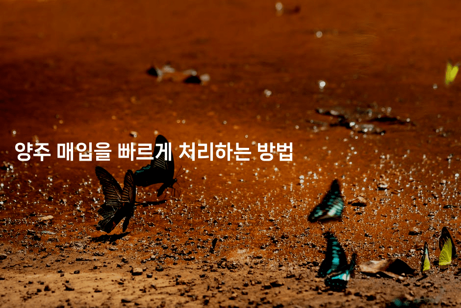 양주 매입을 빠르게 처리하는 방법-국보대표